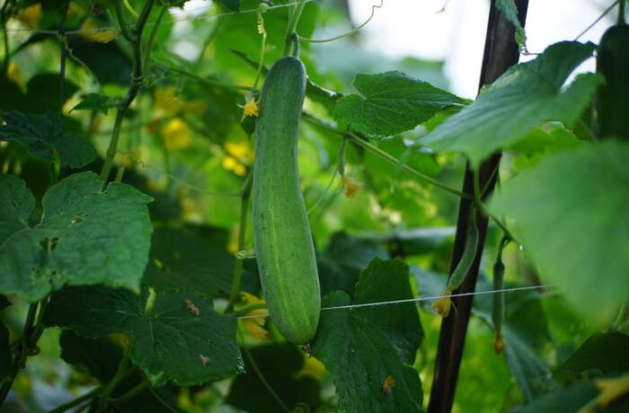 Cucumber crop foliage in a greenhouse