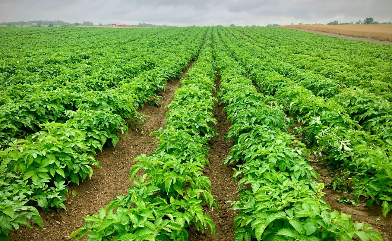 Rows of healthy crops in a Danish field