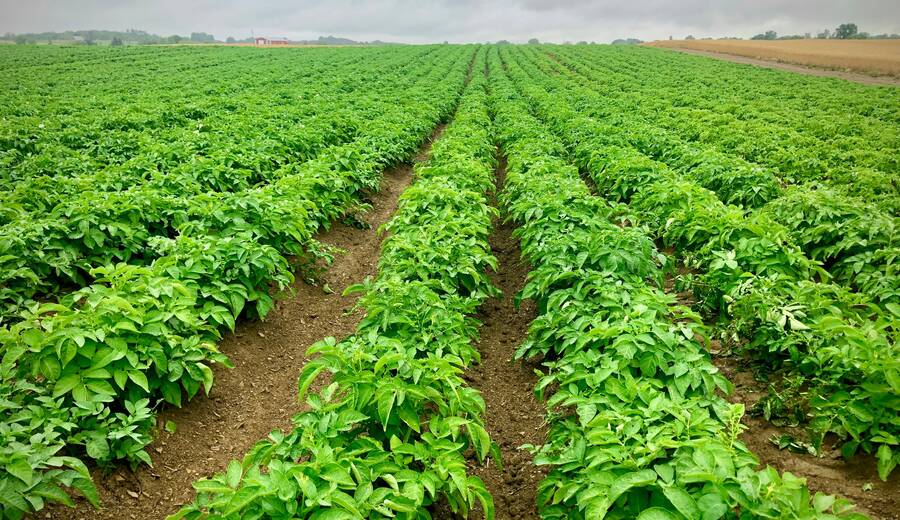 Potato field in rows