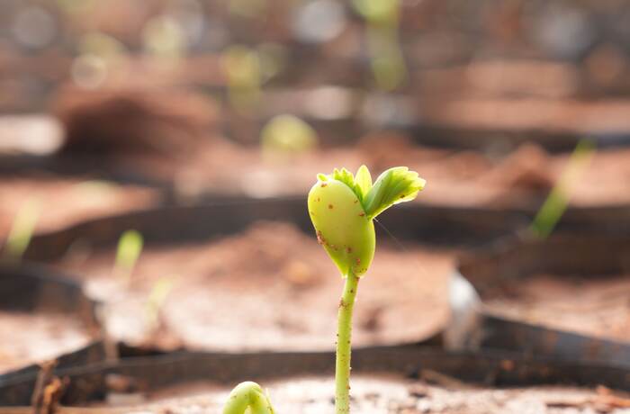 Seedling emerging from soil