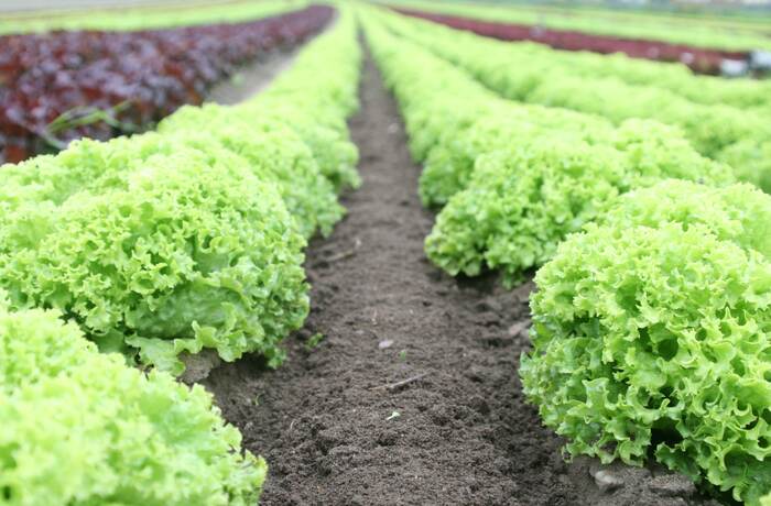 Rows of leafy crops growing in soil